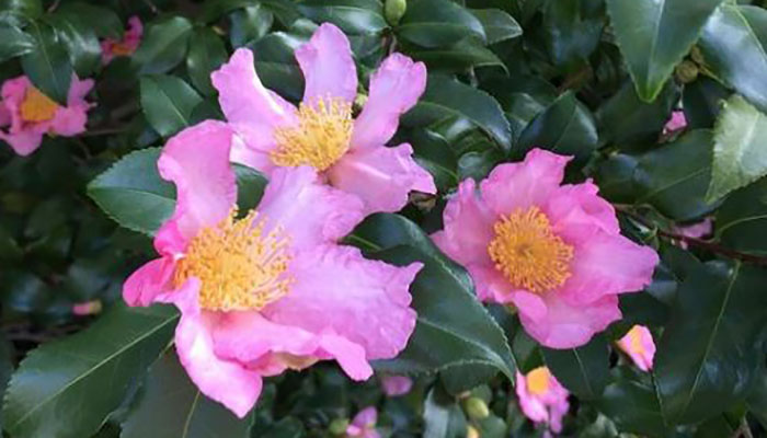 camellia