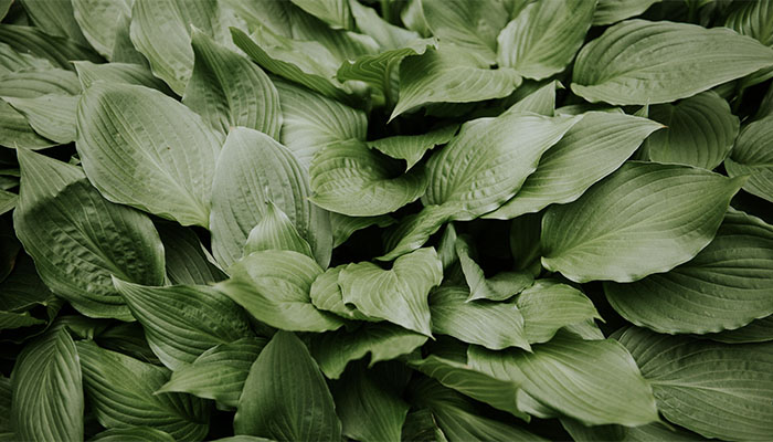 hosta