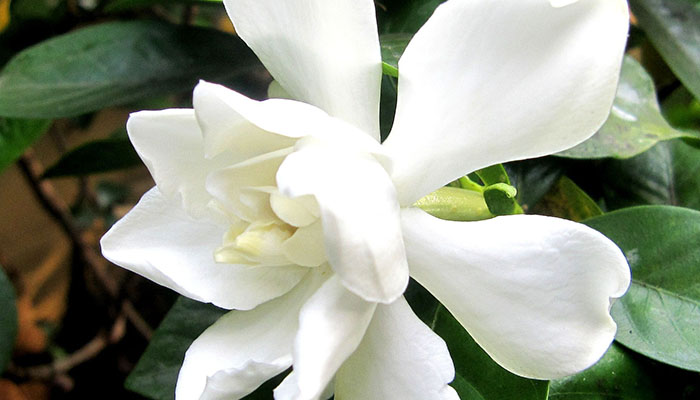 gardenia