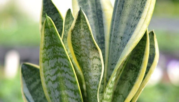 Snake Plant