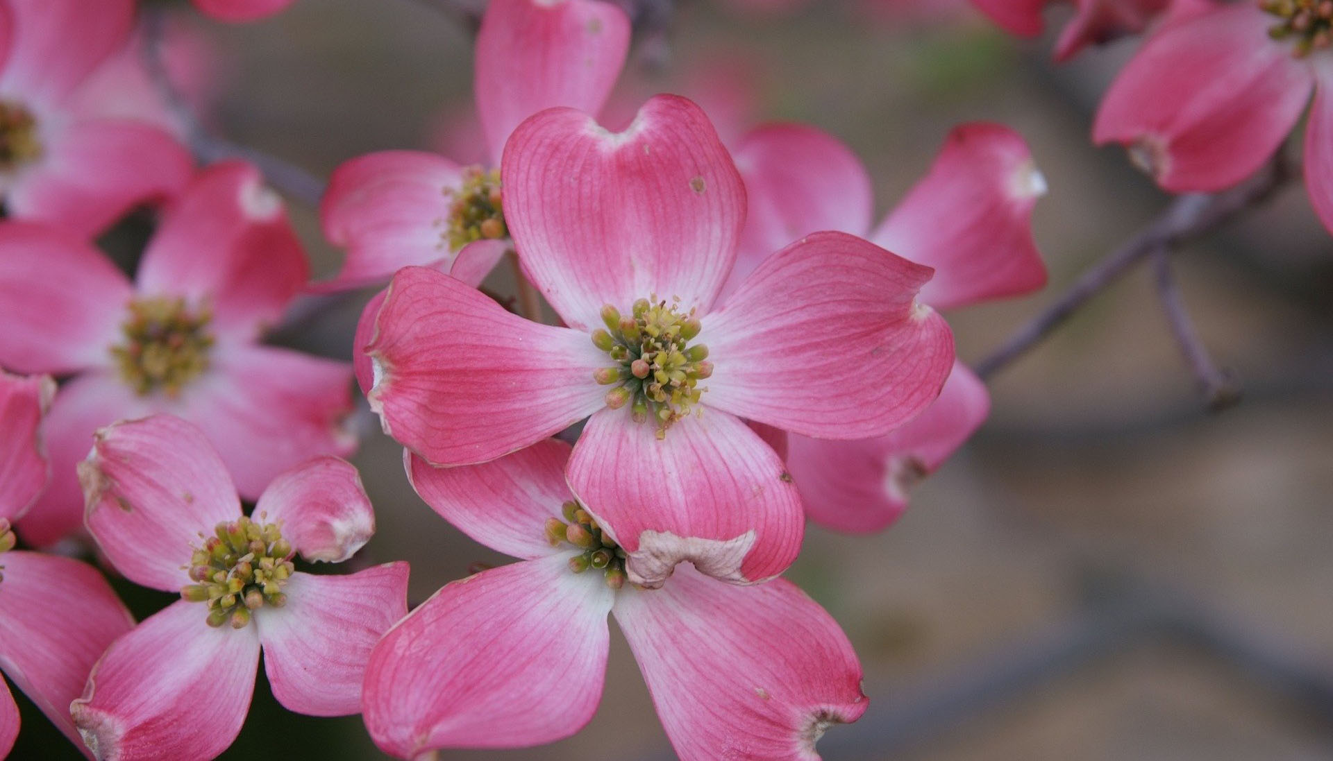 dogwood