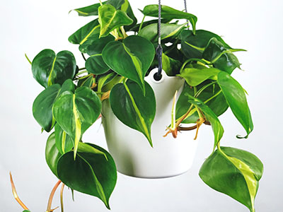 Philodendron