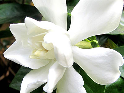 Gardenia