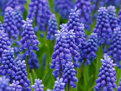 hyacinth