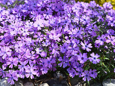 phlox