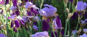 irises