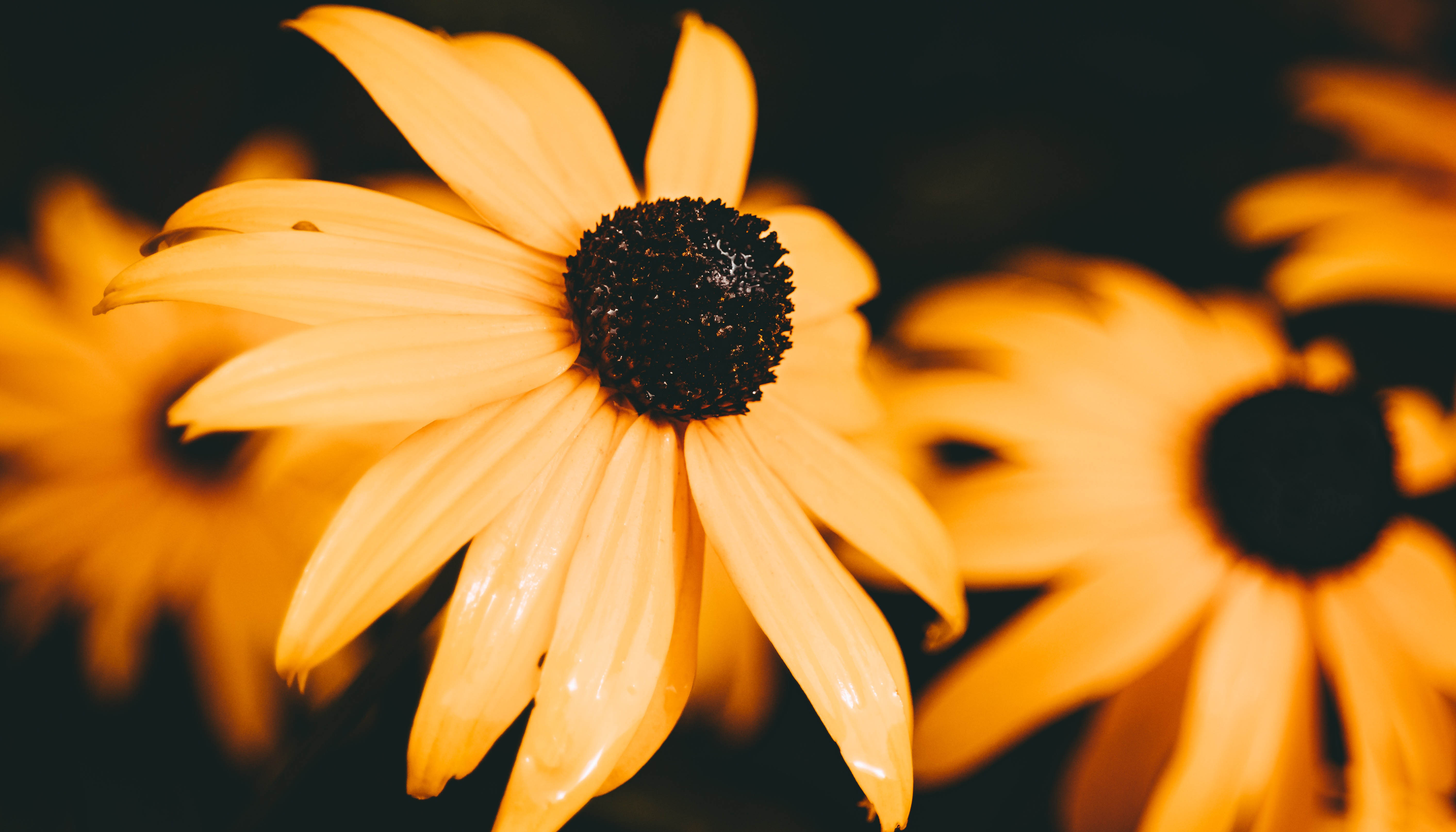 Black-Eyed Susan