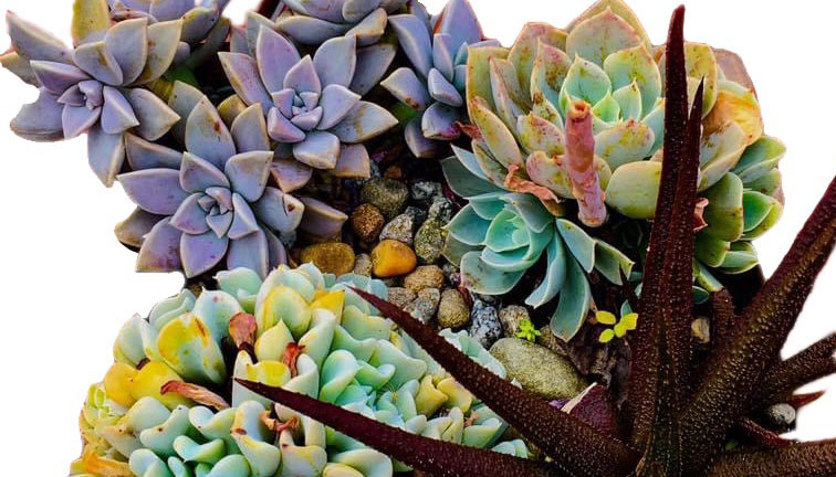 succulents